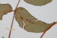 細齒貫眾蕨藏品圖，第3張