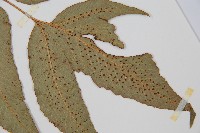 細齒貫眾蕨藏品圖，第4張