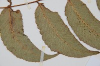 細齒貫眾蕨藏品圖，第5張