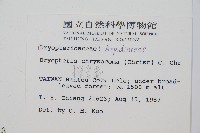 擬岩蕨藏品圖，第2張