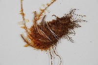 擬岩蕨藏品圖，第3張