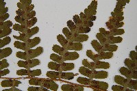 擬岩蕨藏品圖，第5張