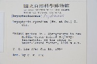 桫欏鱗毛蕨藏品圖，第2張