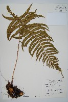 桫欏鱗毛蕨藏品圖，第1張