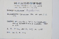 桫欏鱗毛蕨藏品圖，第2張