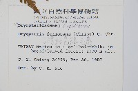 臺灣鱗毛蕨藏品圖，第2張