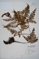 臺灣鱗毛蕨藏品圖，第1張