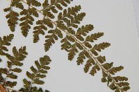 哈氏假複葉耳蕨藏品圖，第3張