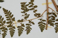 哈氏假複葉耳蕨藏品圖，第4張