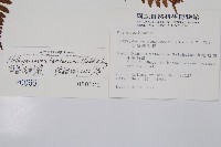 小苞鱗毛蕨藏品圖，第2張