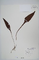 小苞鱗毛蕨藏品圖，第3張