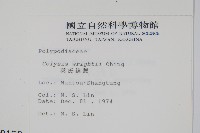 小苞鱗毛蕨藏品圖，第4張