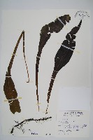 小苞鱗毛蕨藏品圖，第5張