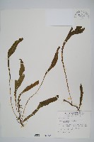 小苞鱗毛蕨藏品圖，第7張