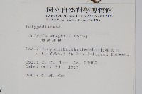 小苞鱗毛蕨藏品圖，第8張