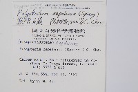 軟骨耳蕨藏品圖，第2張