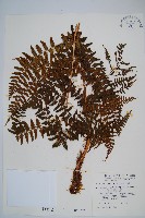 逆鱗鱗毛蕨藏品圖，第1張