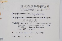 逆鱗鱗毛蕨藏品圖，第2張