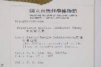 史氏鱗毛蕨藏品圖，第2張