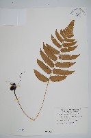 史氏鱗毛蕨藏品圖，第1張