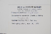 史氏鱗毛蕨藏品圖，第2張