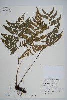 落鱗鱗毛蕨藏品圖，第1張