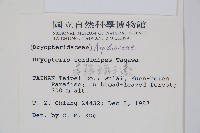 落鱗鱗毛蕨藏品圖，第2張