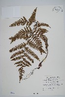 落鱗鱗毛蕨藏品圖，第1張