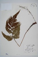 落鱗鱗毛蕨藏品圖，第1張