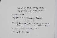 落鱗鱗毛蕨藏品圖，第2張