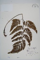 落鱗鱗毛蕨藏品圖，第1張