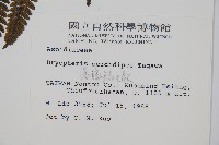 落鱗鱗毛蕨藏品圖，第2張