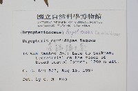 落鱗鱗毛蕨藏品圖，第2張