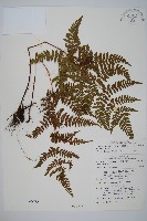 長葉鱗毛蕨藏品圖，第1張