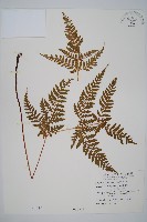 長葉鱗毛蕨藏品圖，第1張