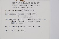 長葉鱗毛蕨藏品圖，第2張