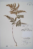 長葉鱗毛蕨藏品圖，第1張