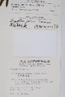 長葉鱗毛蕨藏品圖，第2張