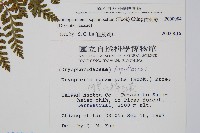 阿里山肉刺蕨藏品圖，第2張