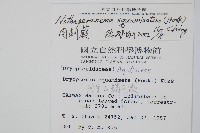 阿里山肉刺蕨藏品圖，第2張