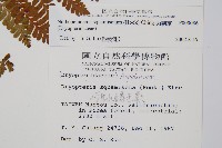 阿里山肉刺蕨藏品圖，第2張