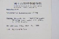 近多鱗毛蕨藏品圖，第2張