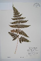 早田氏鱗毛蕨藏品圖，第1張