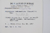 早田氏鱗毛蕨藏品圖，第2張