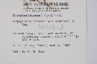 早田氏鱗毛蕨藏品圖，第2張