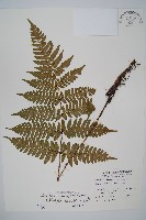 紅苞鱗毛蕨藏品圖，第1張