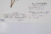 紅苞鱗毛蕨藏品圖，第2張