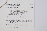 紅苞鱗毛蕨藏品圖，第2張