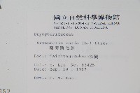 南海鱗毛蕨藏品圖，第2張