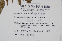 南海鱗毛蕨藏品圖，第2張